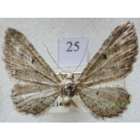 Eupithecia millefoliata Rössler, 1866 Czech25